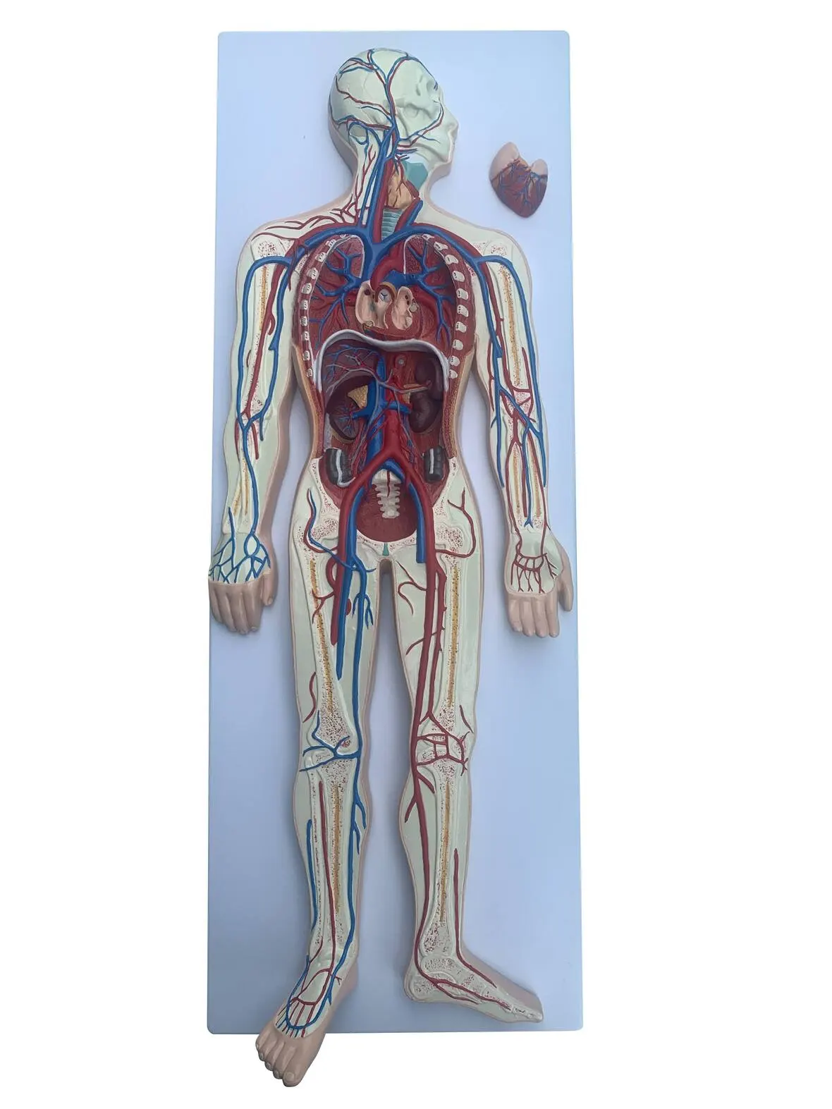 Circulatory System | مجسم الدورة الدموية لجسم الانسان