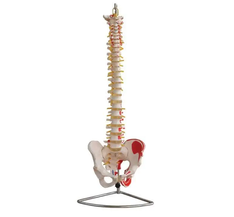 مجسم عمود فقري كامل + حوض جحم طبيعي مع العضلات | Model of Spine & Pelvis With Painted Muscles