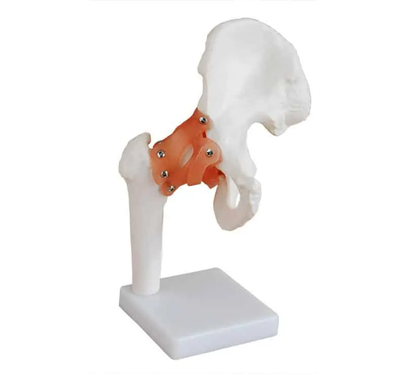 مجسم حوض | Life-Size Hip Joint Model