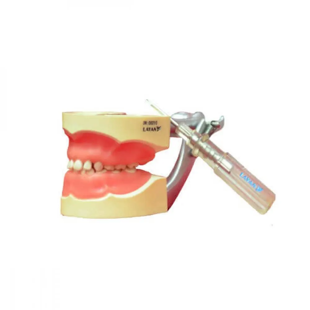 Artificial Jaw Model Pedo 24 Teeth/XJ-A012