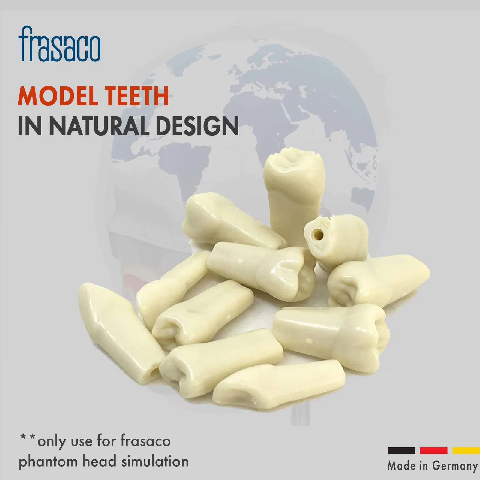 Frasaco Model teeth in natural design