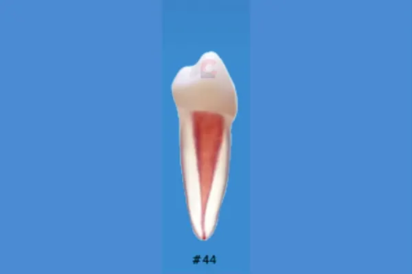 Nissin B22X-44 Endo Typodont