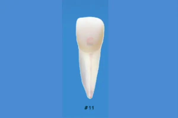 Nissin B22X-11 Endo Typodont