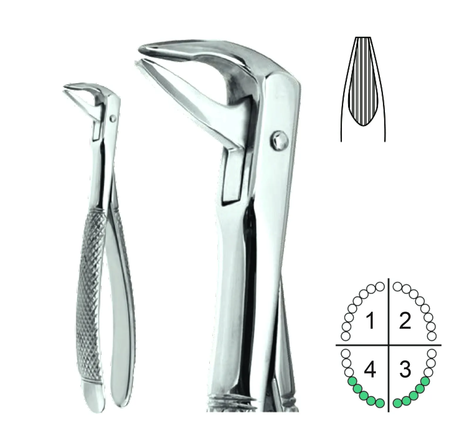Extracting Forceps English Pattern Fig74XN