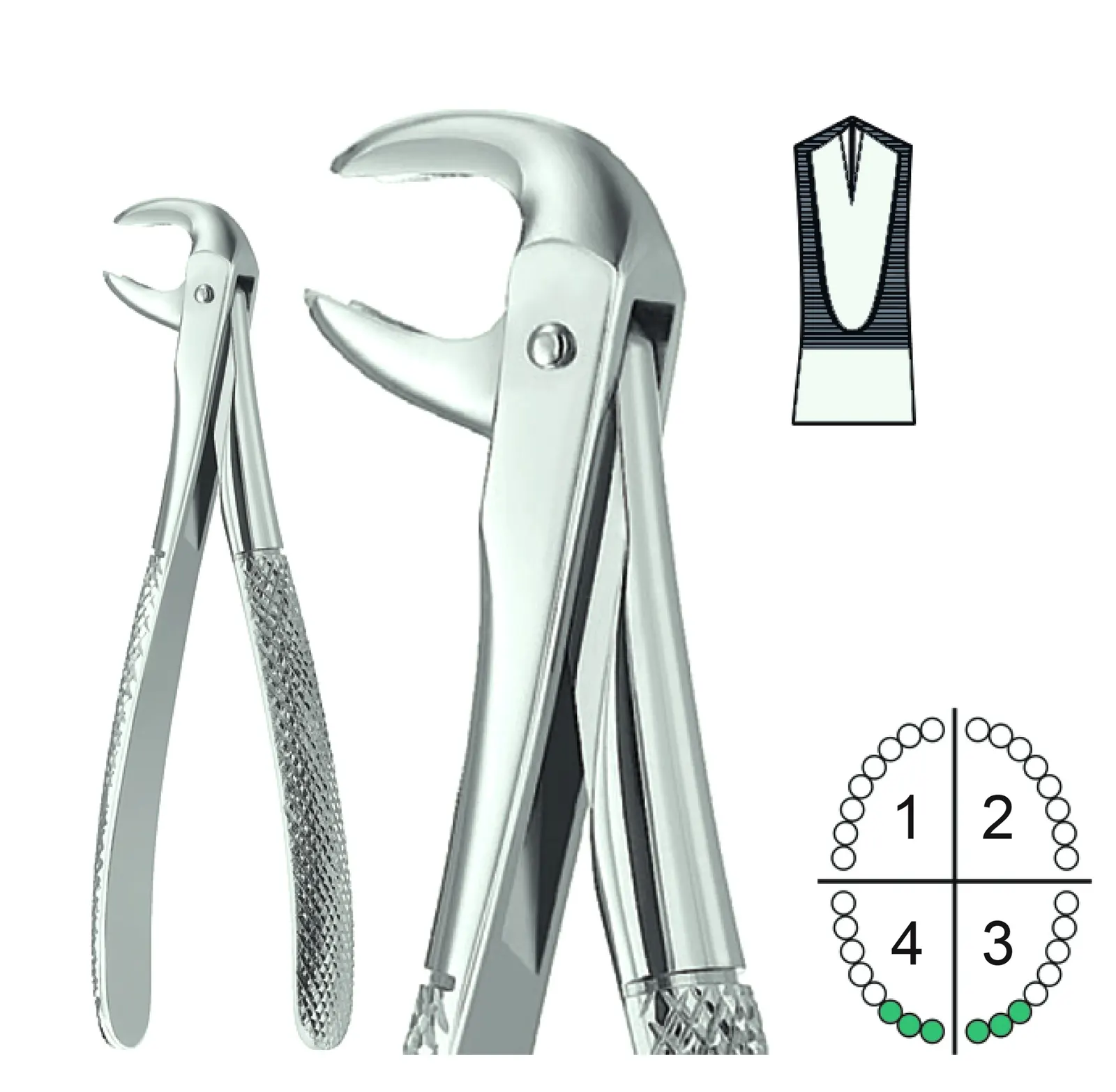 Extracting Forceps English Pattern Fig.73