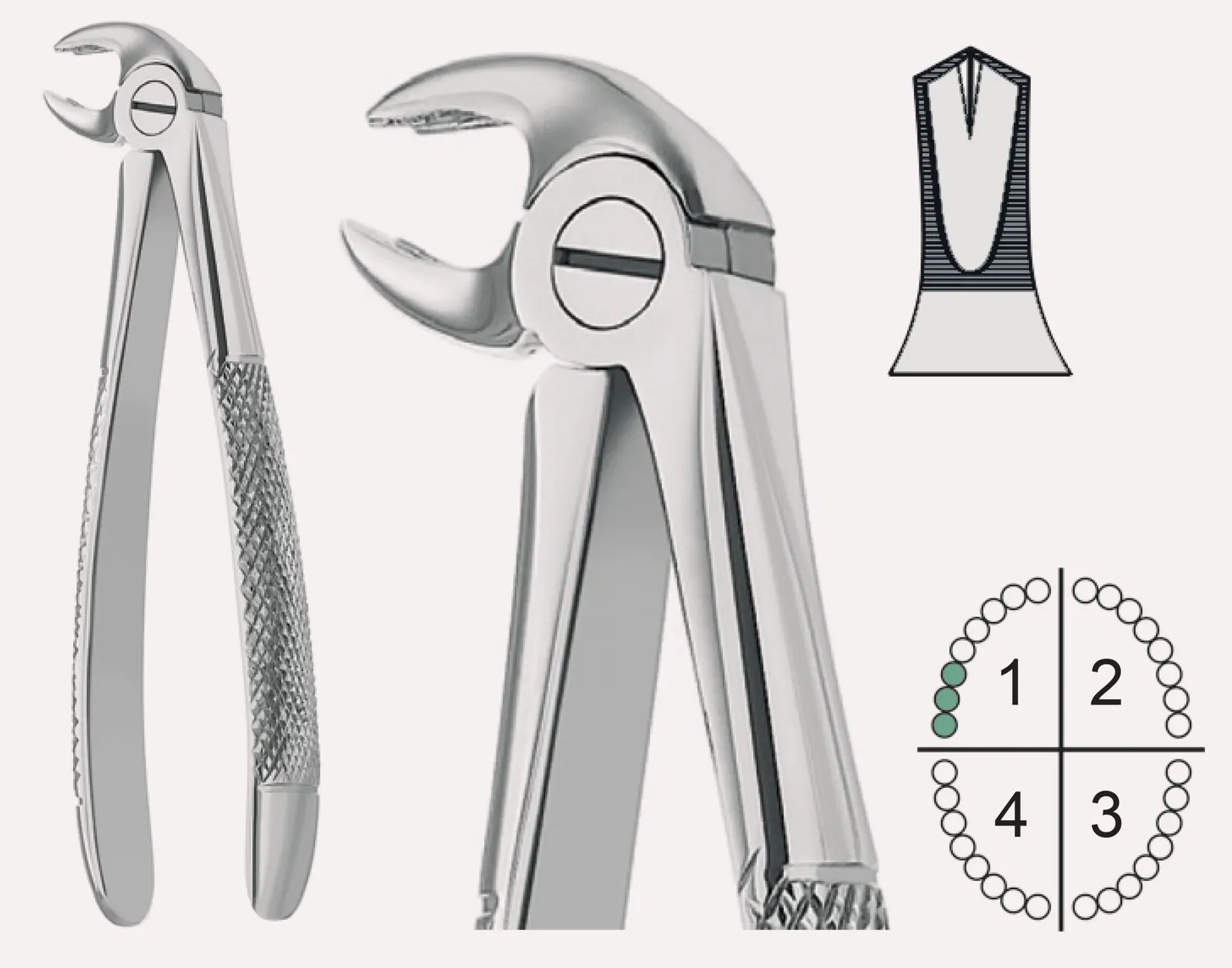 Extracting Forceps English Pattern Fig.22