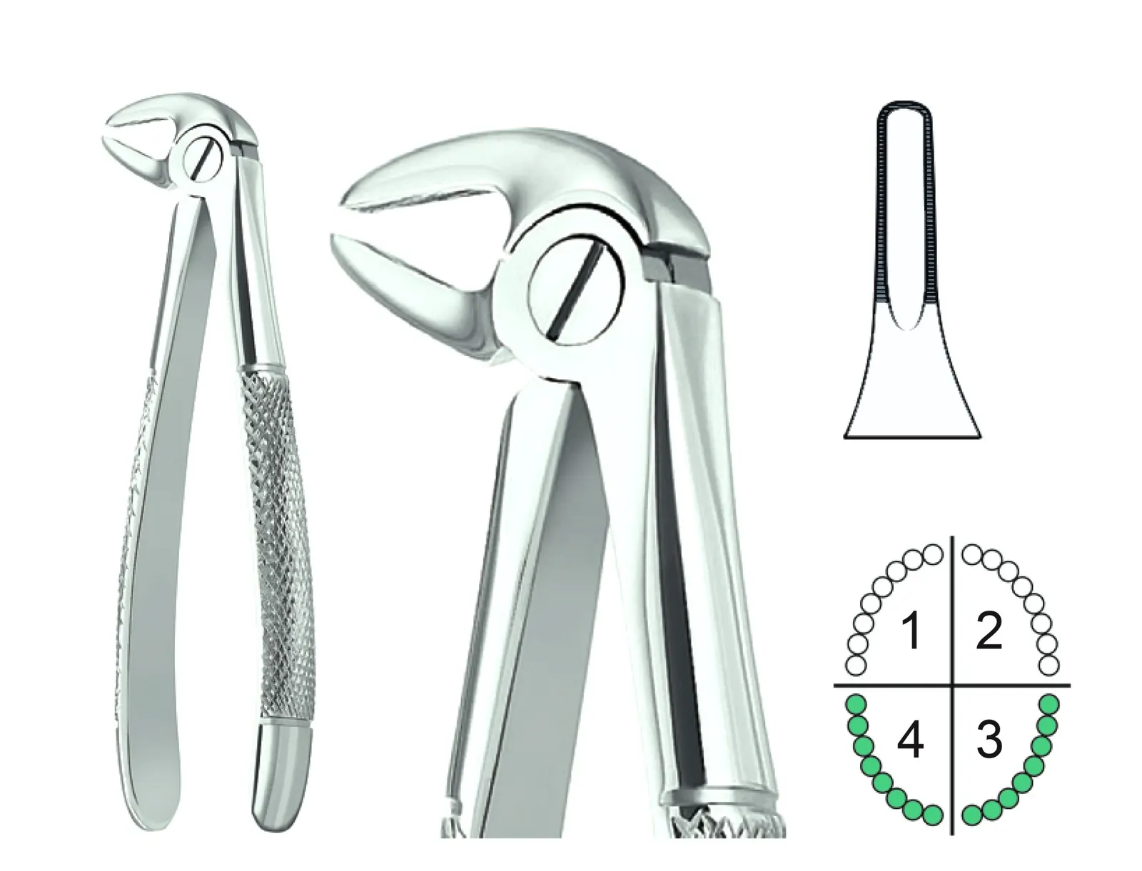 Extracting Forceps English Pattern Fig.33A