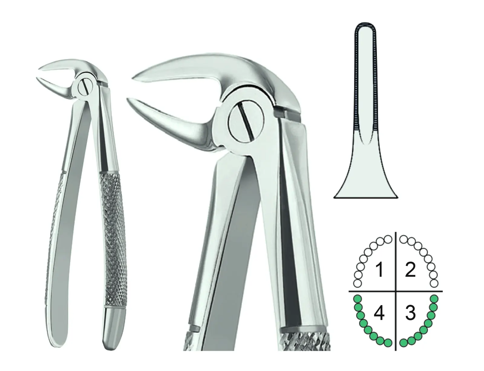 Extracting Forceps English Pattern Fig.33M