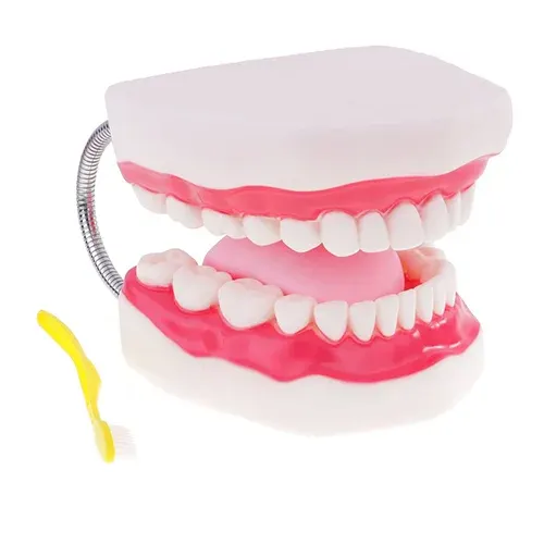 HST Tooth Study Model w/Brush – Large W/Tongue