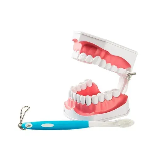 HST Tooth Study Model w/Brush – Medium