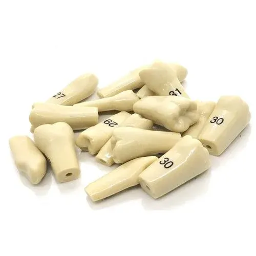 Jayna Frasco / BC Typhodont Teeth Refills