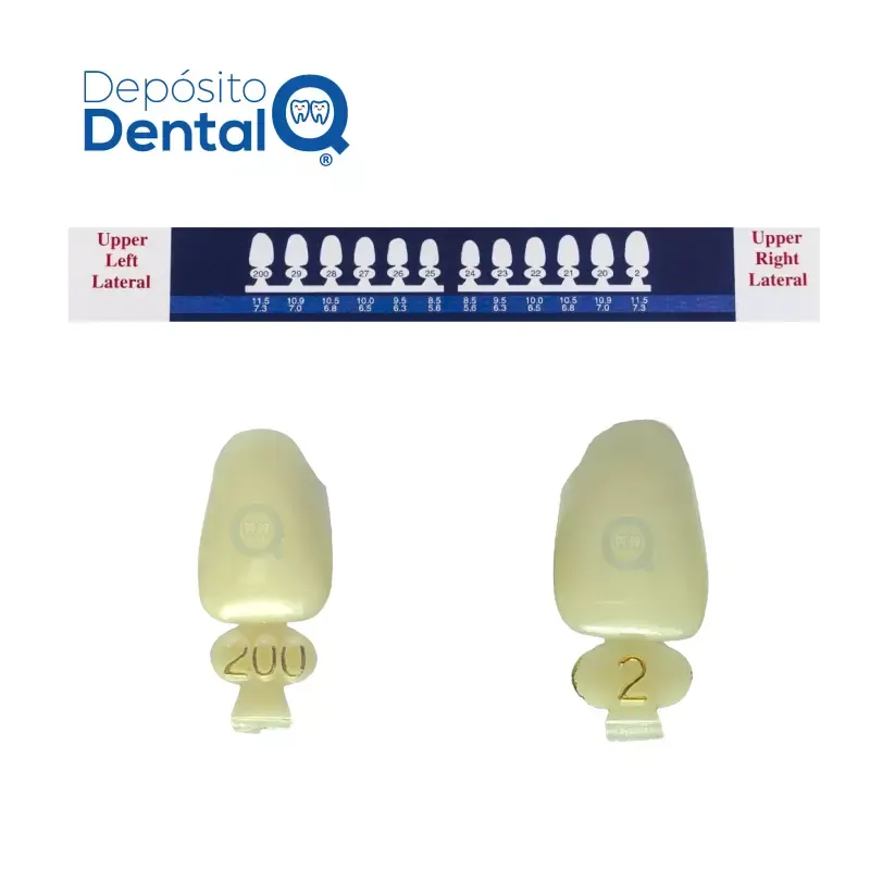 Coronas temporales Policarbonato Incisivos Laterales Rite-Dent