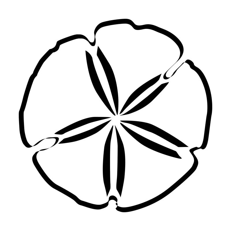 SAND DOLLAR 1/4” MEDIUM | 41/2 Oz | 125 Gms