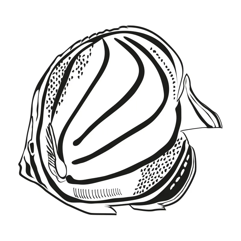 BUTTERFLY FISH 1/8” MEDIUM | 41/2 Oz | 125 Gms