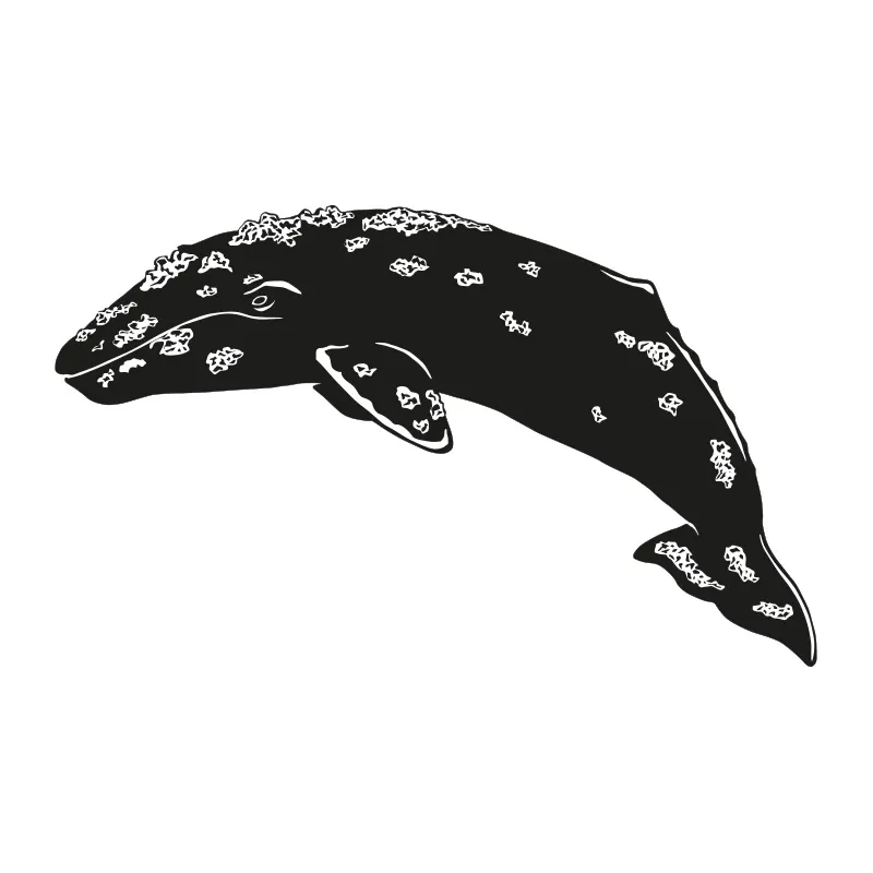 GRAY WHALE 1/2” MAXIMUM | 14 Oz | 400 Gms