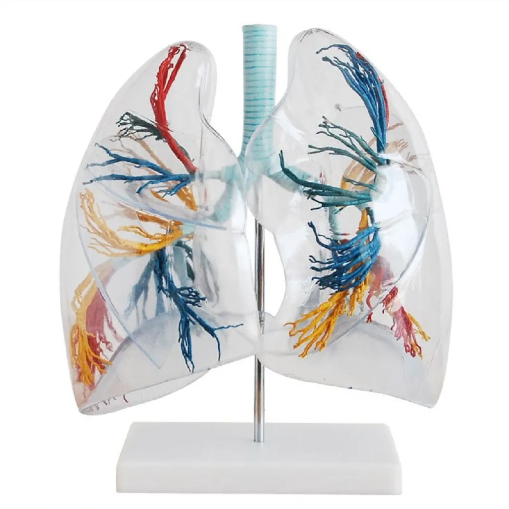Transperent Lung Model | مجسم رئتين شفاف