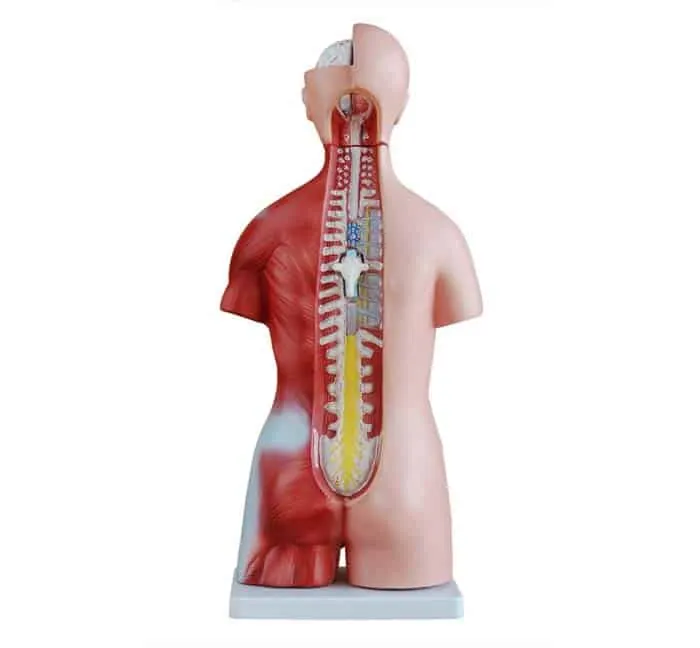 Human Body Model 45CM Unisex Torso 23 Parts | مجسم احشاء +عمود فقري + وجه