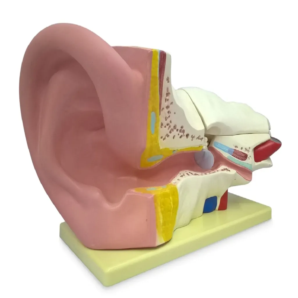 Ear Model 2Pcs | مجسم الاذن