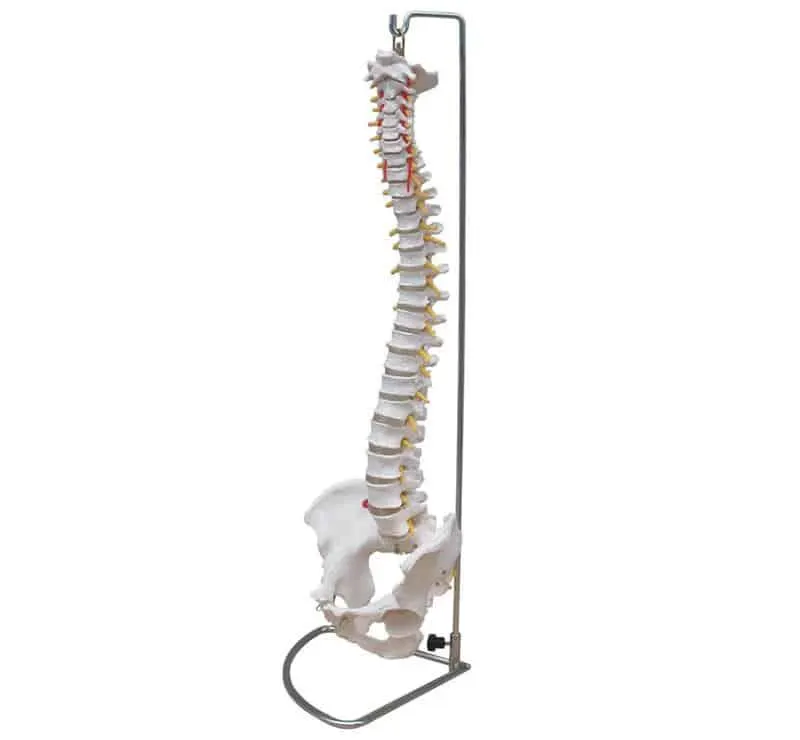 مجسم عمود فقري كامل + حوض جحم طبيعي | Model of Spine & Pelvis