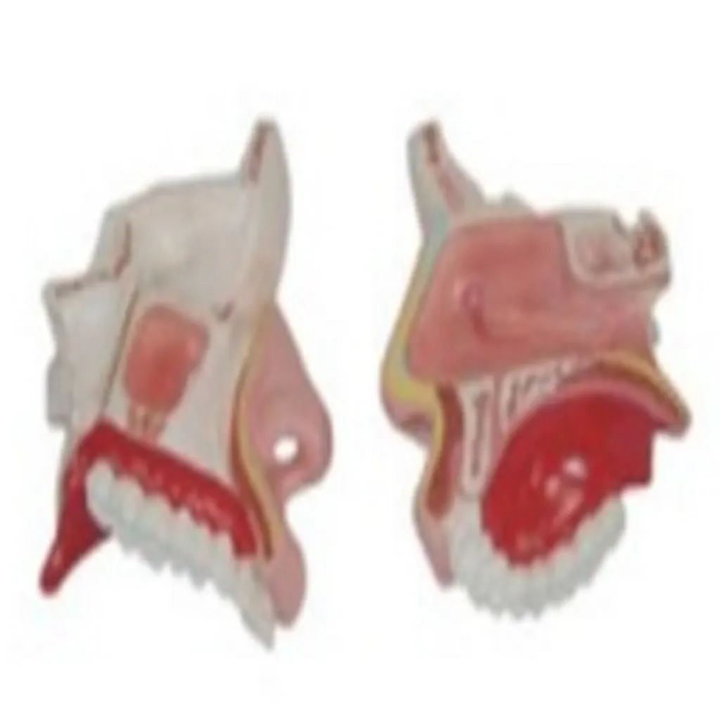 Nasal Cavity Model | مجسم انف