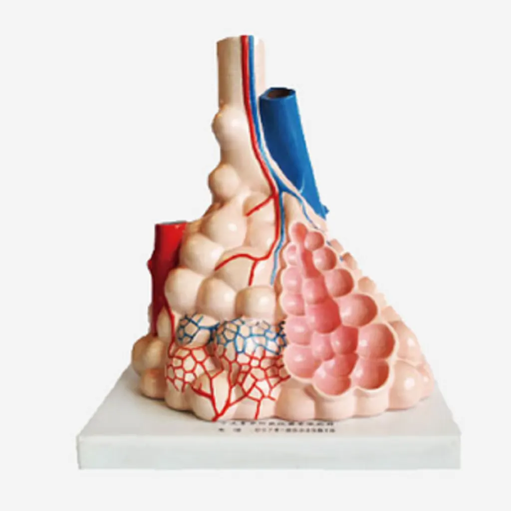 Magnified Pulmonary Alveoli Model | مجسم القصبات الهوائية والرغامى