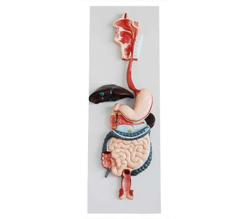 Digestive System Model | مجسم تعليمي للجهاز الهضمي