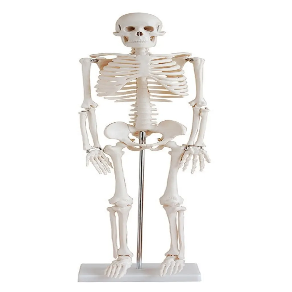 Skeleton 85 Cm | مجسم الهيكل العظمي