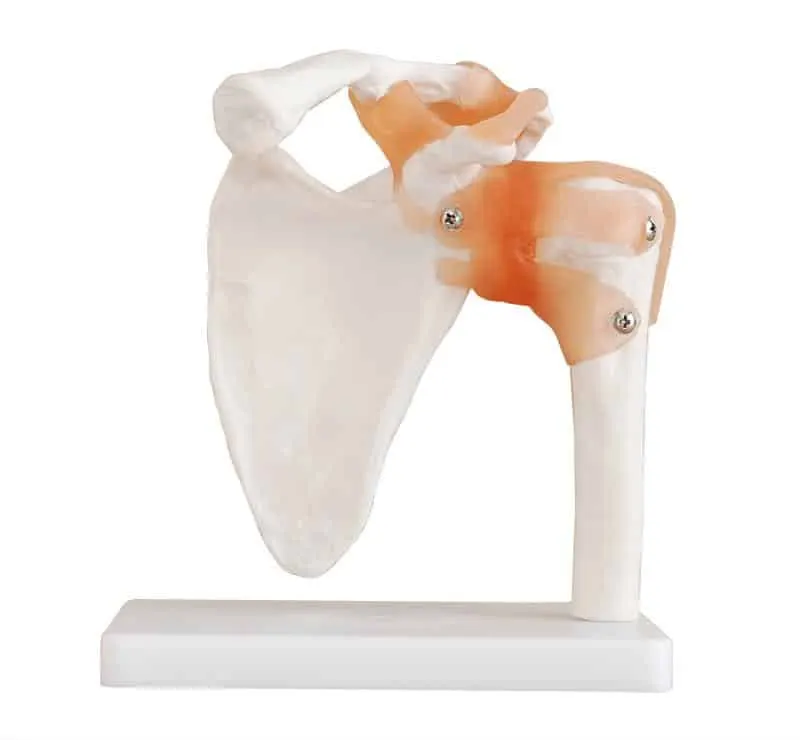 Anatomical Model Of Shoulder Joint | مجسم كتف بالحجم الطبيعي