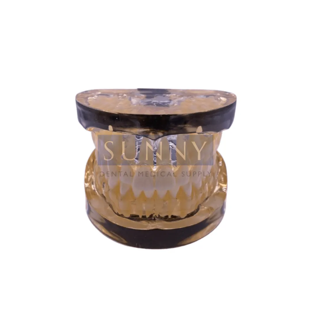 Tooth Study Model – Clear