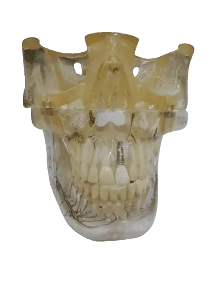 Study Model Molar Transparent Veins Sculpture