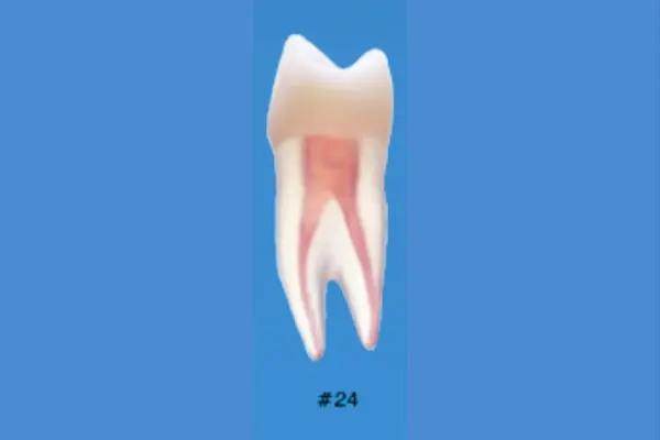 Nissin B22X-24 Endo Typodont