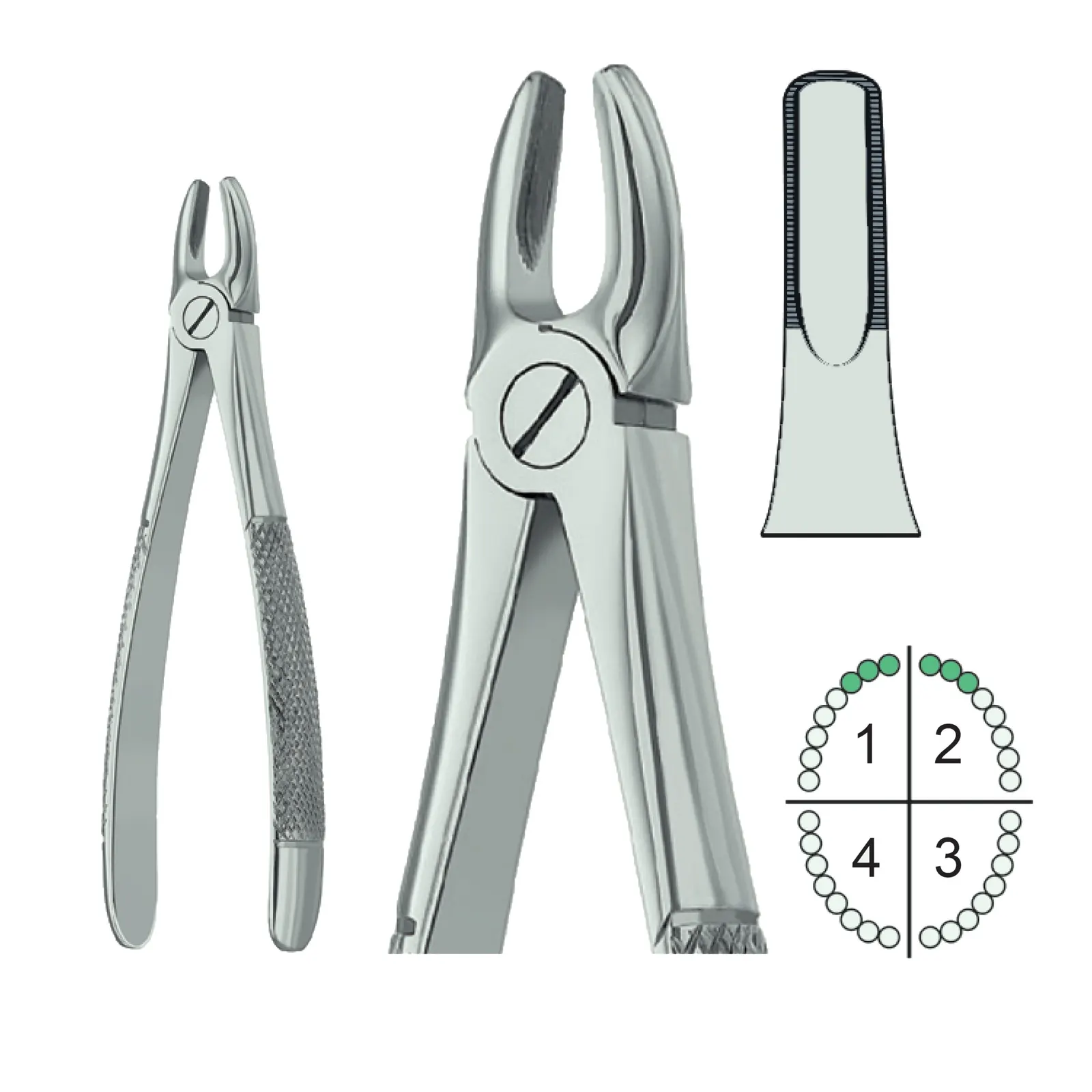 Extracting Forceps English Pattern Fig.1