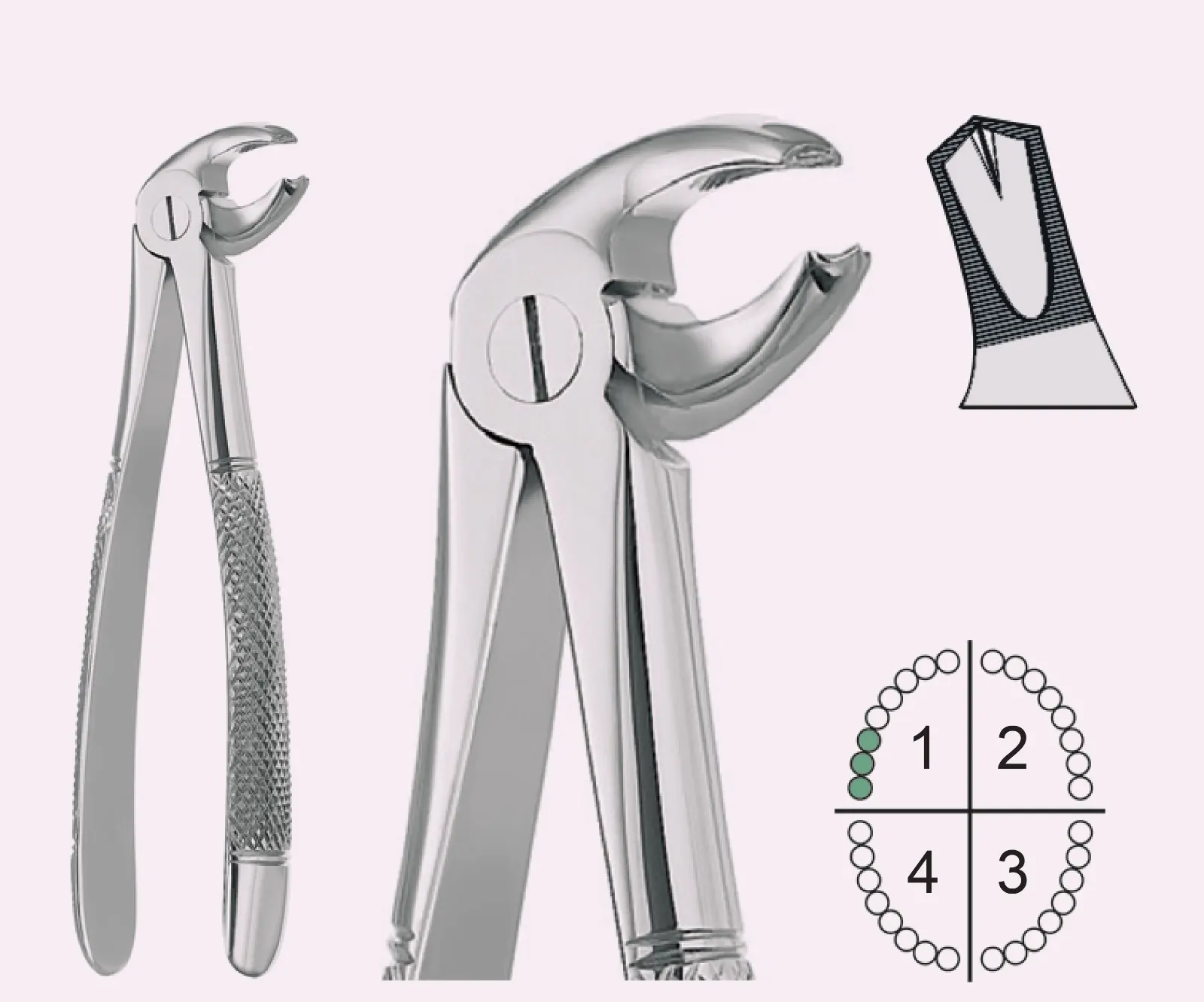 Extracting Forceps English Pattern Fig.23