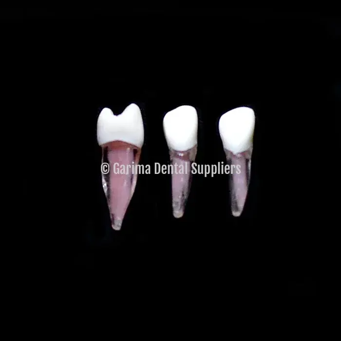 JM Algae Tooth Root Canal